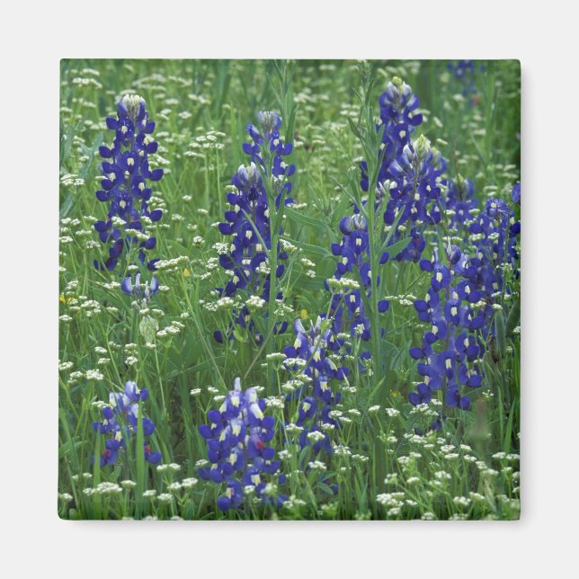 Imán Texas, Lago Buchanan. Texas Bluebonnet y silvestre (Frente)
