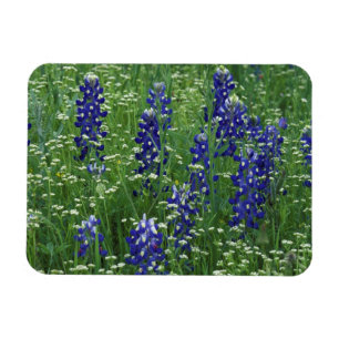Imán Texas, Lago Buchanan. Texas Bluebonnet y silvestre