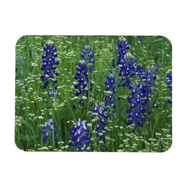 Imán Texas, Lago Buchanan. Texas Bluebonnet y silvestre (Horizontal)