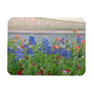 Imán Texas Roadside Bluebonnets y Wildflowers