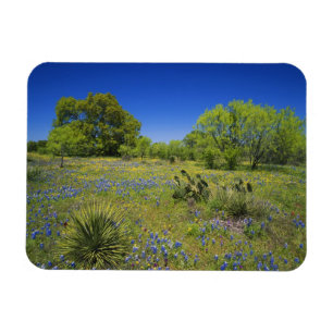 Imán Texas, Texas Hill Country, Baja vejiga,