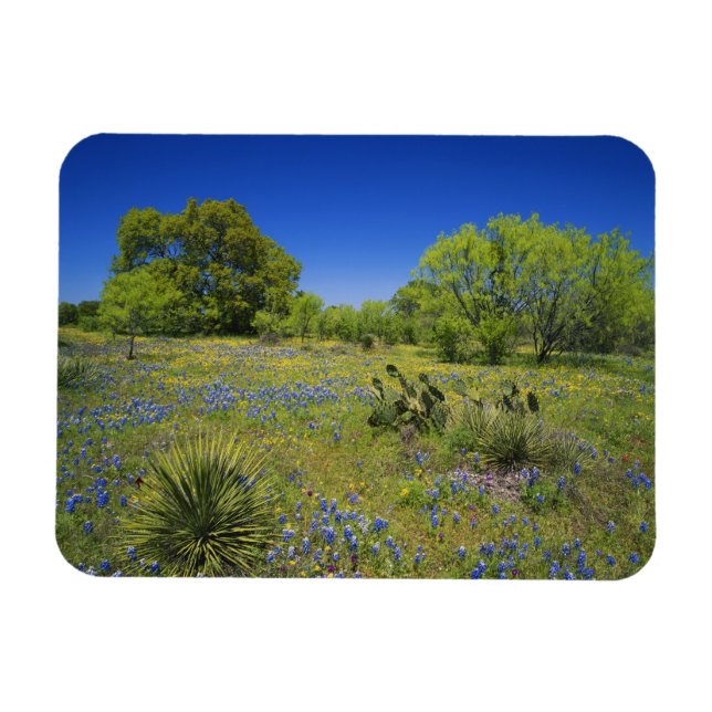 Imán Texas, Texas Hill Country, Vejiga baja, (Horizontal)
