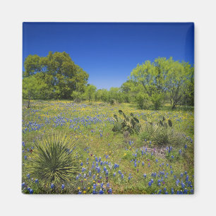 Imán Texas, Texas Hill Country, Vejiga baja,