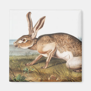 Imán Texian Hare (Lepus Texianus) Ilustracion de conejo