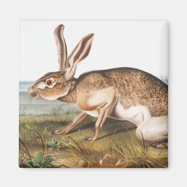 Imán Texian Hare (Lepus Texianus) Ilustracion de conejo (Frente)