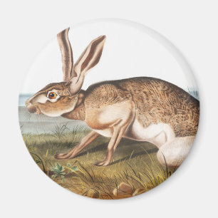 Imán Texian Hare (Lepus Texianus) Ilustracion de conejo