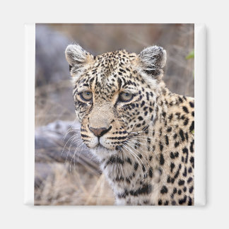 Imán Thandi - leopardo femenino