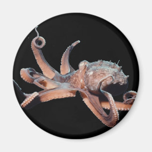 Imán Thang Pulpo-Salvaje