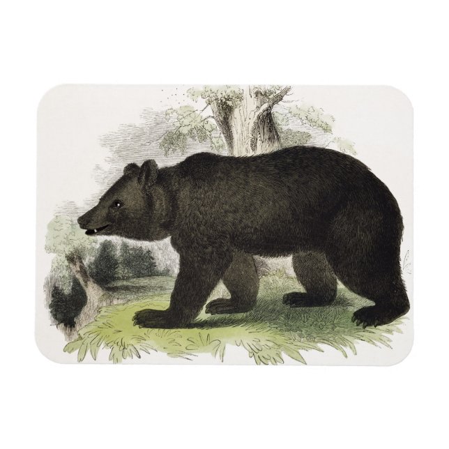 Imán The Brown Bear, pub de ilustracion educativo. (Horizontal)