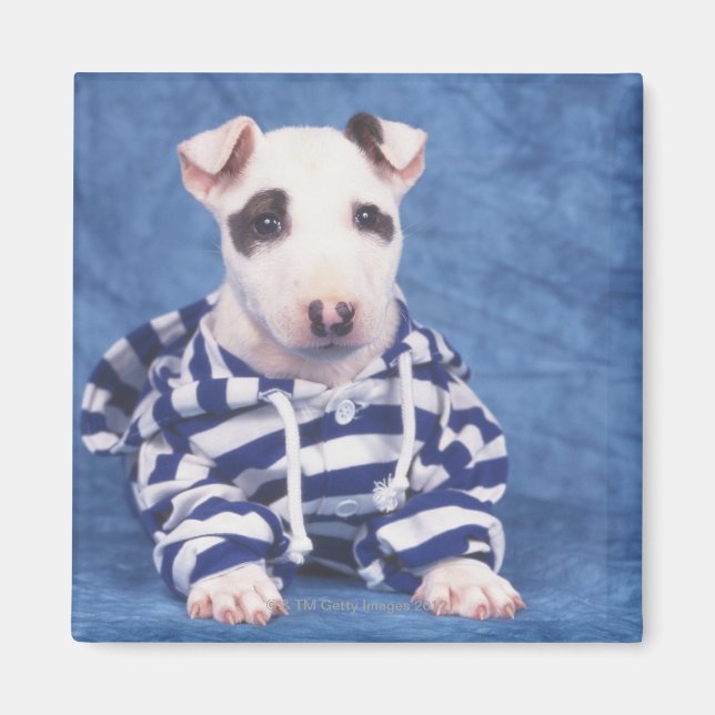 Imán The Bull Terrier es una raza de perro en el (Frente)
