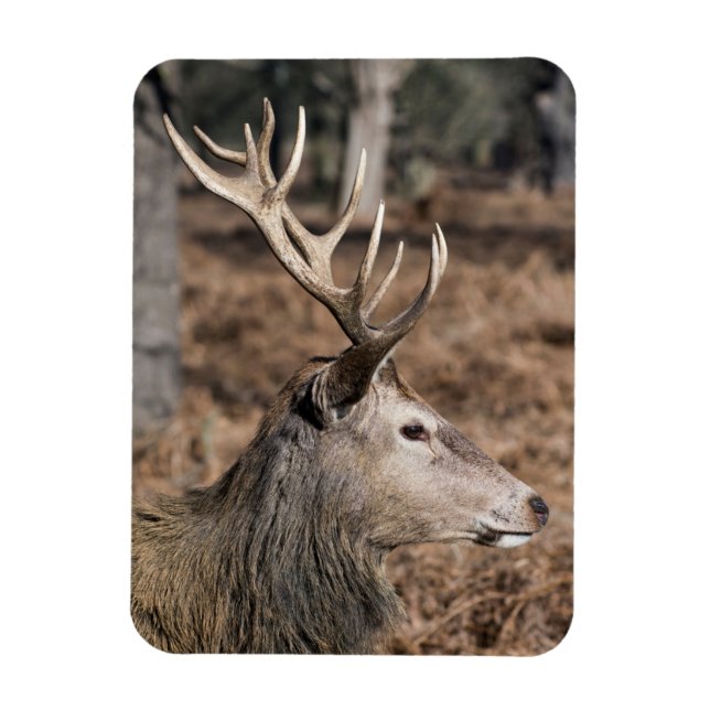 Imán The King's Deer of Richmond Park, Londres, Reino U (Vertical)