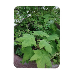 Imán Thimbleberry