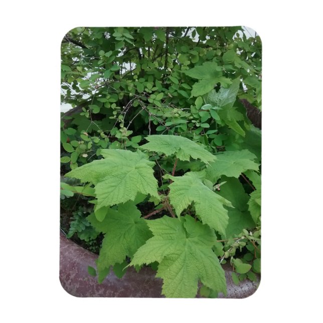 Imán Thimbleberry (Vertical)