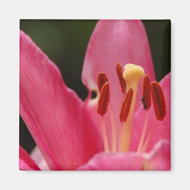 Imán Think Pink Lily Magnet (Frente)