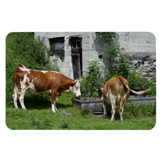 Imán Thirsty Fleckvieh (Horizontal)