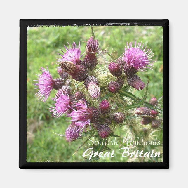 Imán Thistle, Escocia Highlands, Reino Unido (Magnet) (Frente)