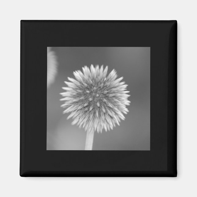 Imán Thistle Magnet (Frente)