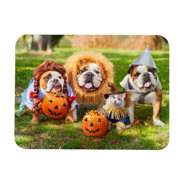 Imán Three Bulldogs in Costumes (Horizontal)
