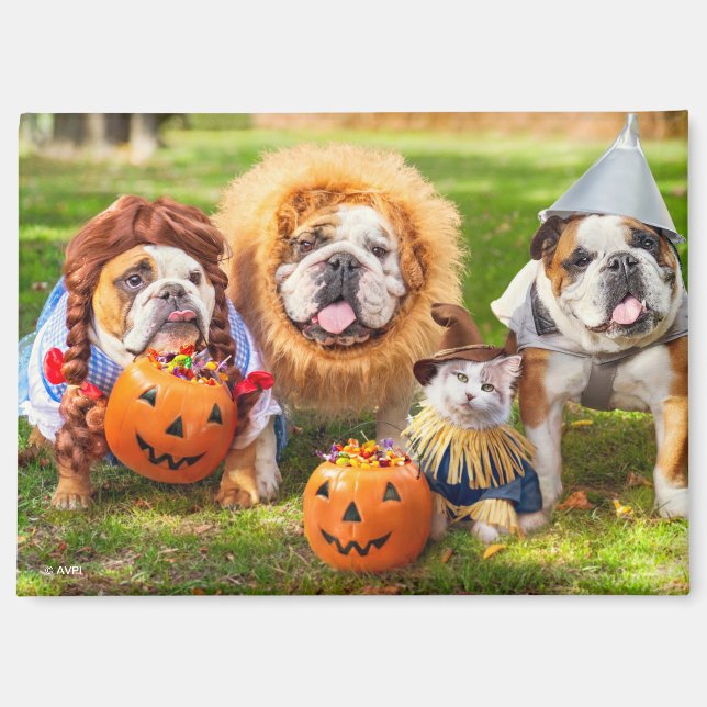 Imán Three Bulldogs in Costumes (Anverso)