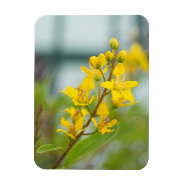 Imán Thryallis dorados (Vertical)