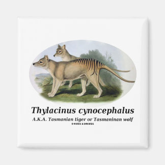 Imán Thylacinus cynocephalus (tigre o lobo de Tasmania)