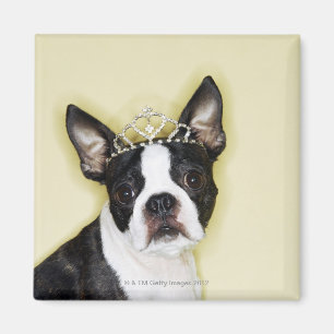 Imán Tiara que lleva del perro