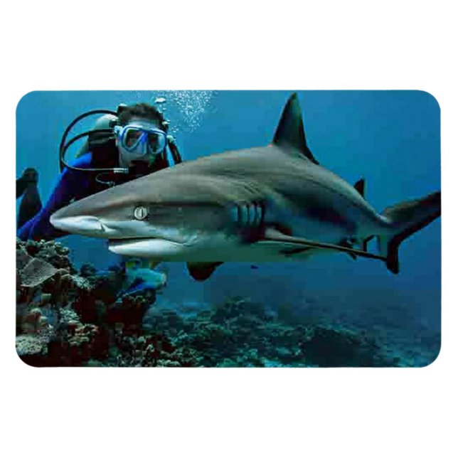 Imán Tiburón (Horizontal)