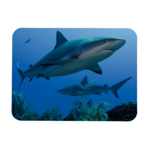 Imán Tiburón arrecife caribeño Jardines de la Reina