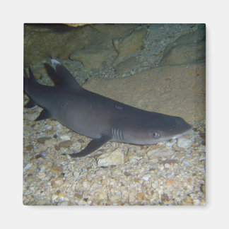 Imán Tiburón arrecife de Whitetip