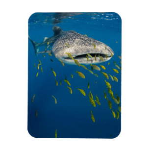 Imán Tiburón ballena con peces, Indonesia