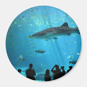 Imán Tiburón ballena macho