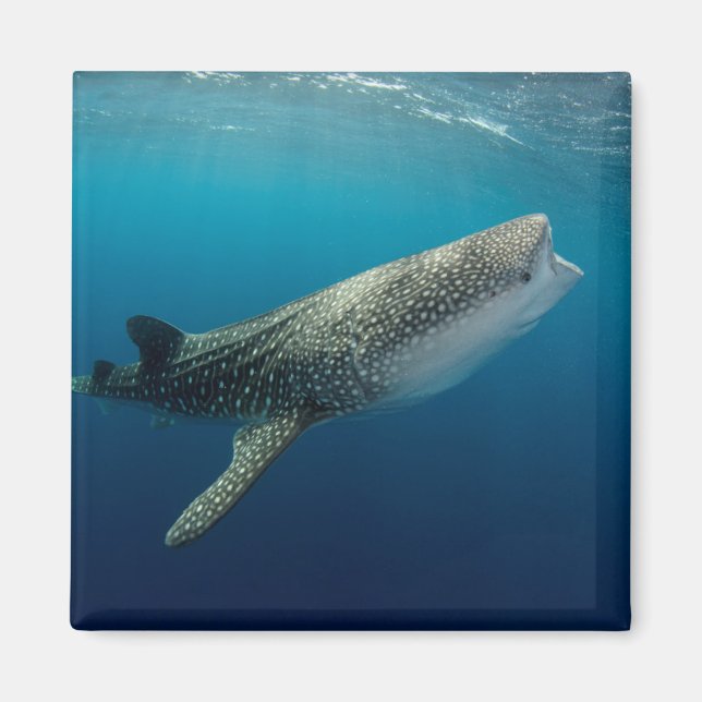 Imán Tiburón Ballena Nadando (Frente)