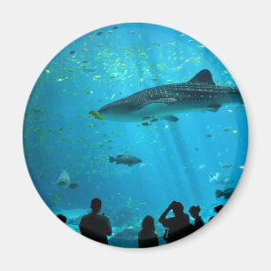 Imán Tiburón de ballena masculino en el acuario de