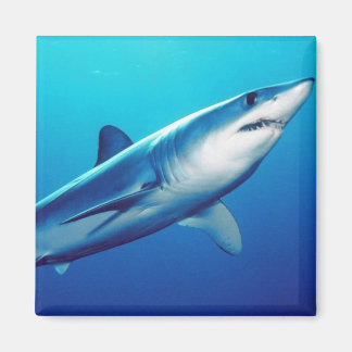Imán Tiburón de Mako de Shortfin