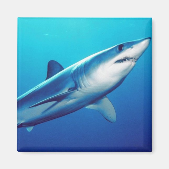 Imán Tiburón de Mako de Shortfin (Frente)