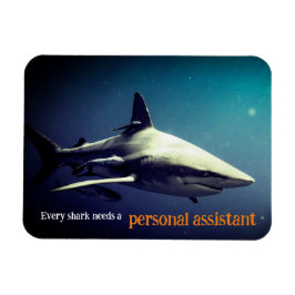 Imán Tiburón de punta negra oceánica bajo el agua