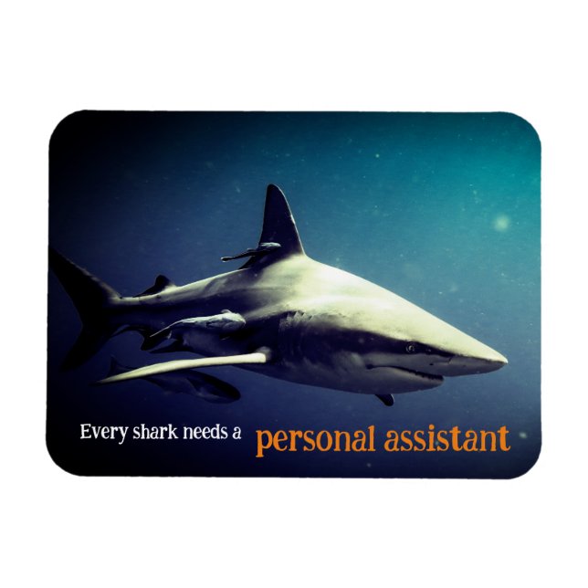 Imán Tiburón de punta negra oceánica bajo el agua (Horizontal)