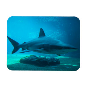 Imán Tiburón Dusky (Carcharhinus Obscurus), Ushaka