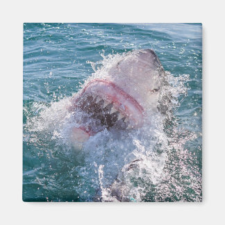 Imán Tiburón en el agua