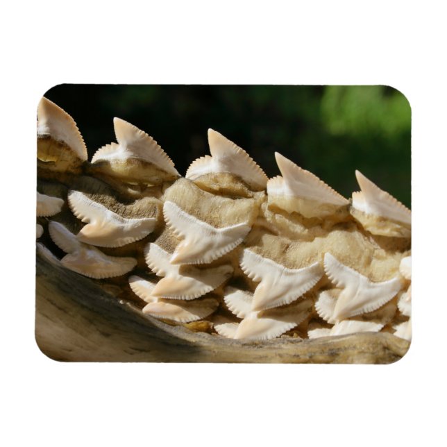 Imán Tiburón hueso y dientes (Horizontal)