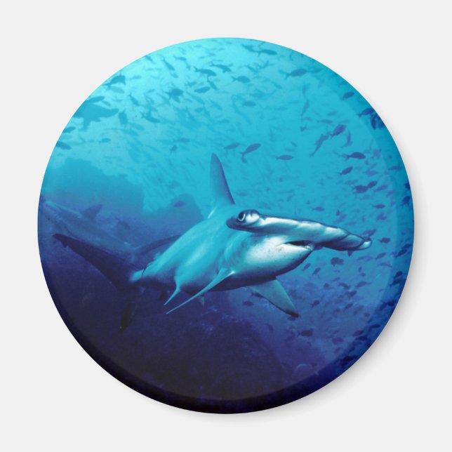 Imán Tiburón martillo (Frente)