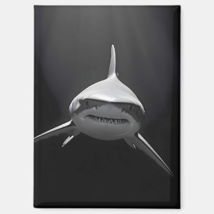 Imán Tiburón Vida salvaje Majestuosa Naturaleza Vida ma