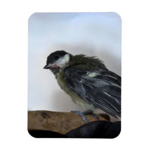 Imán Tidi my Bird the Parus Major