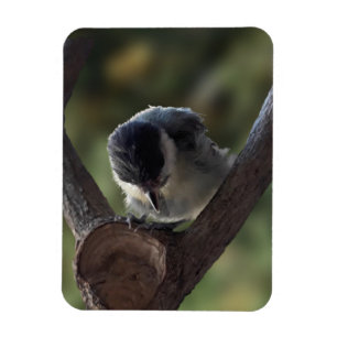 Imán Tidi my Bird the Parus Major