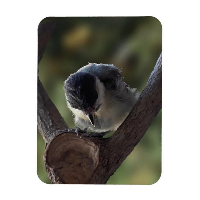 Imán Tidi my Bird the Parus Major (Vertical)