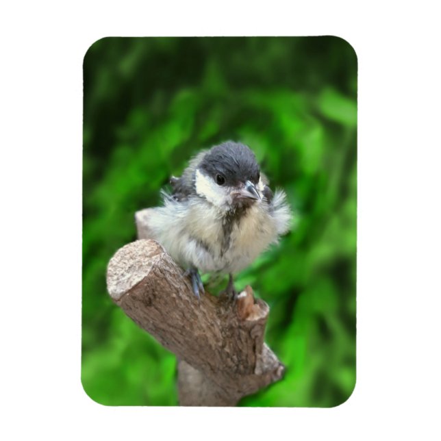 Imán Tidi my Bird the Parus Major (Vertical)