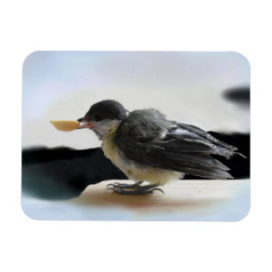 Imán Tidi my Bird the Parus Major