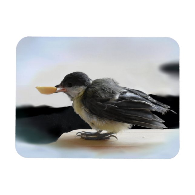 Imán Tidi my Bird the Parus Major (Horizontal)