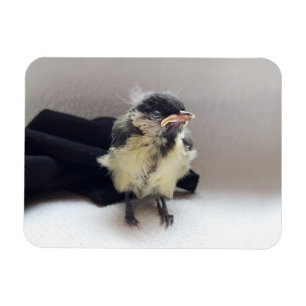 Imán Tidi my Bird the Parus Major