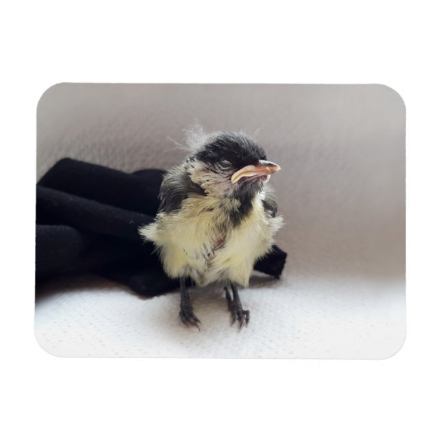 Imán Tidi my Bird the Parus Major (Horizontal)